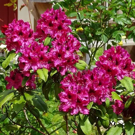 فندق مبيت وإفطار De Montheard La Bazoge