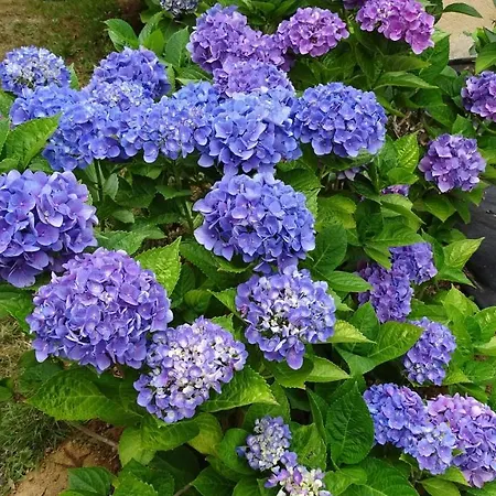 De Montheard La Bazoge