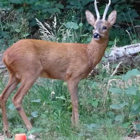 Frühstückspension De Montheard *