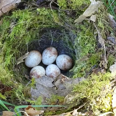 De Montheard Bed & Breakfast La Bazoge