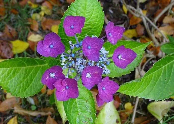 De Monthéard * La Bazoge