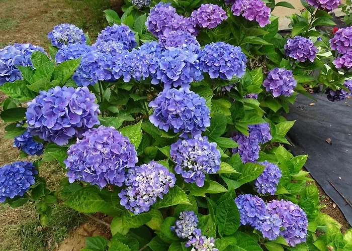 De Monthéard La Bazoge