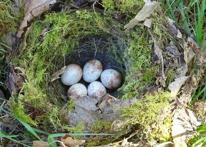 De Montheard B&B La Bazoge